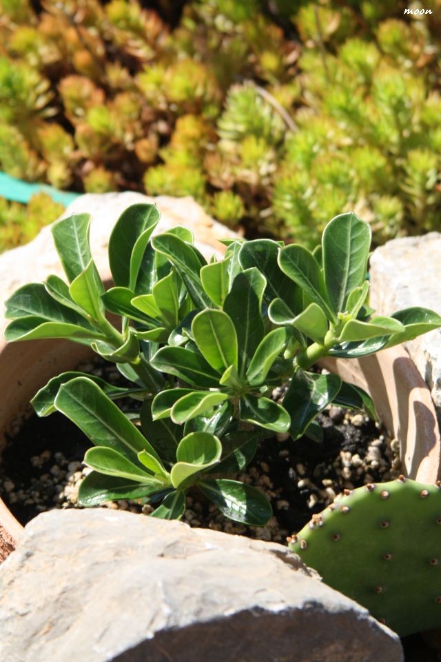 adenium
